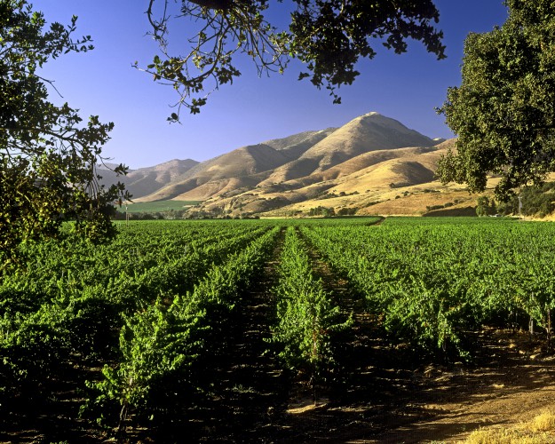 Santa Ynez Mountains and vineyards